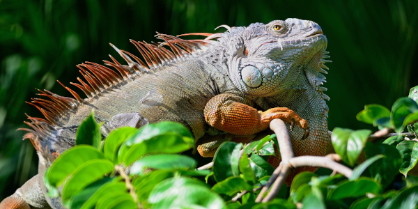 Iguane