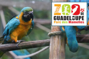 Zoo De La Guadeloupe